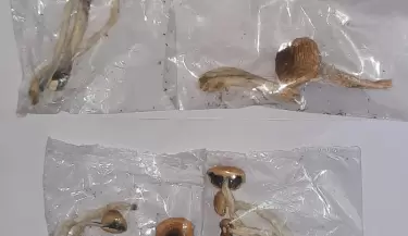 hongos encontrados en las heras