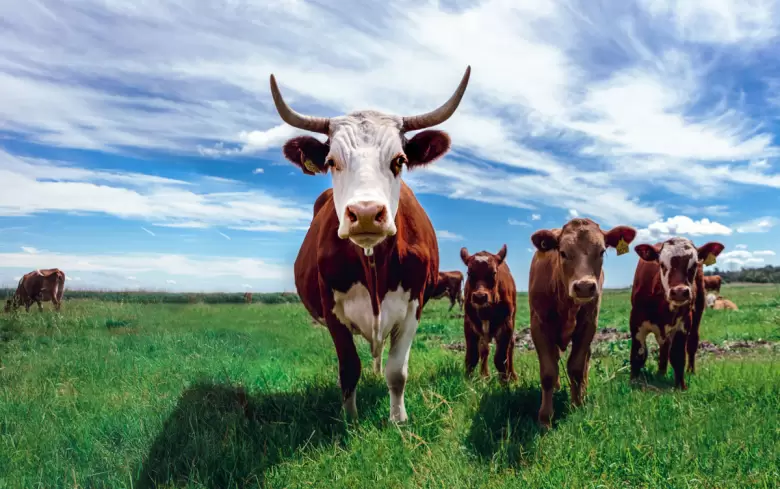 vacas