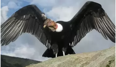 condor andino