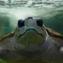 Analizan trasladar al tortugo Jorge a Mar del Plata