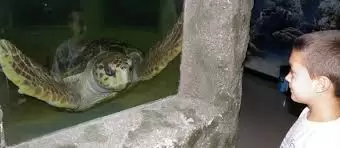 Tortugo jorge