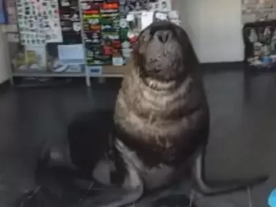 Sebastin, el lobo marino que se meti en un comercio y se hizo viral en las red