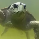 Aseguran que el tortugo Jorge sera trasladado en septiembre a Mar del Plata
