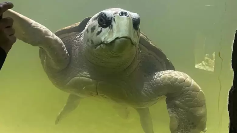 Tortugo Jorge
