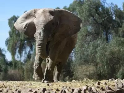elefante kenia