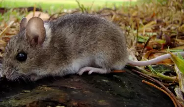 Hantavirus