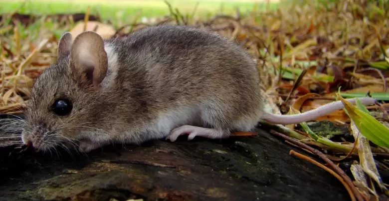Hantavirus