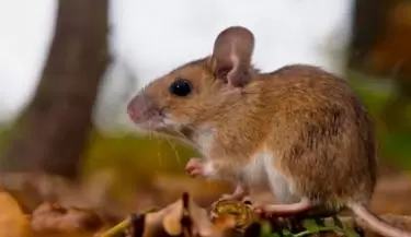 hantavirus