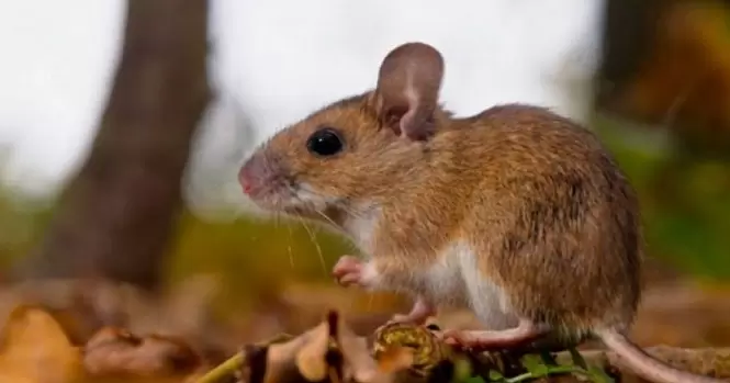 hantavirus