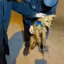 San Mart�n: El "psic�pata" de los perros volvi� a atacar y piden hasta $15.000 de recompensa