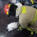 Bomberos rescataron una gata que estaba atrapada en un �rbol en San Rafael
