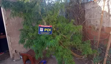 planta cannabis sativa