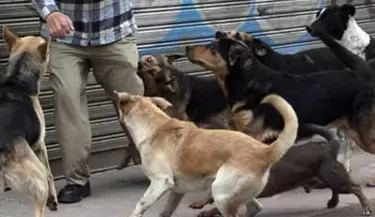 Ataque Perros