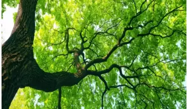dia del arbol