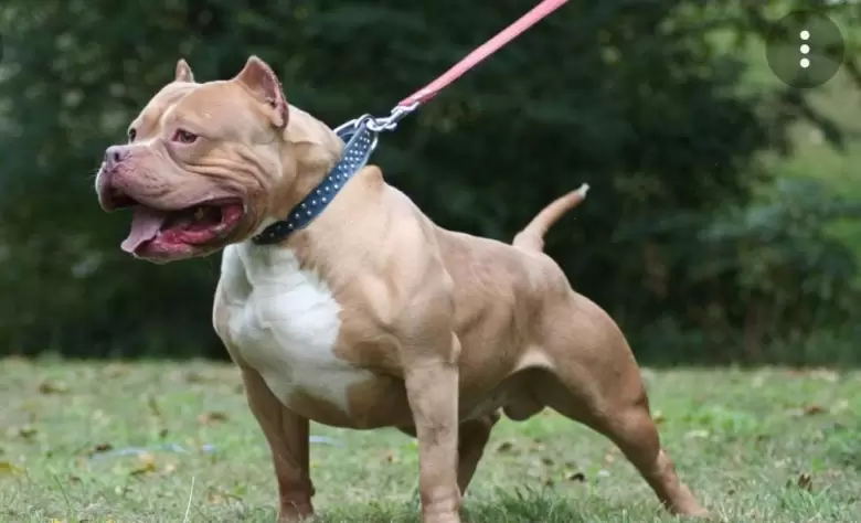 Pitbull blues, color gris, tama�o mediano