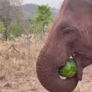 Murió Pocha, una de las elefantas trasladadas de Mendoza a Brasil