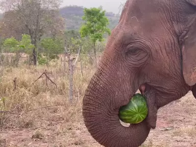 pocha elefanta twitter