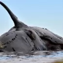 Suman 18 las ballenas muertas en Golfo Nuevo