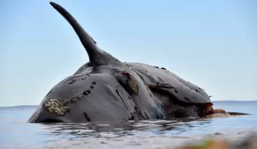 ballena