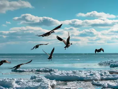 Pájaros volando sobre el mar durante el día