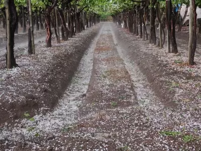 El granizo y la lluvia dejaron daños y anegamientos en Mendoza