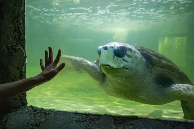 tortugo-jorge3