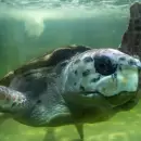 Adi�s al Acuario de Mar del Plata: cerrar� sus puertas y el tortugo Jorge volver� al mar