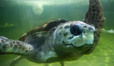 tortugo-jorge2