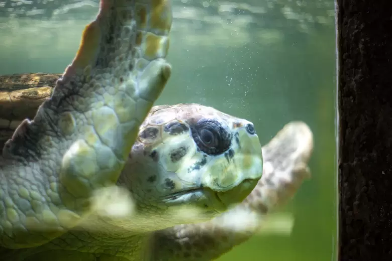 tortugo-jorge