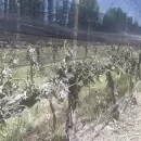 Madrugada de intenso combate contra el fro en cultivos del Valle de Uco