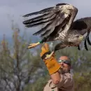 Liberaron un águila coronada recuperada en Buenos Aires