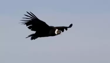 condor-andino-payunia