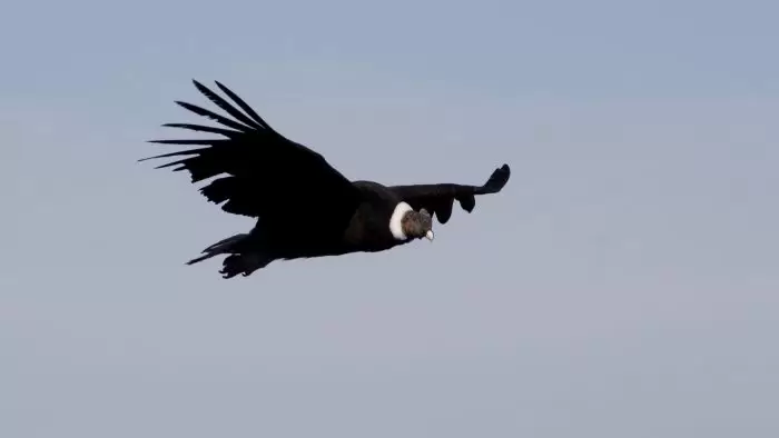 condor-andino-payunia