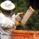 El peor final para un agricultor que fue atacado por abejas
