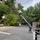 Las imágenes del enorme árbol que cayó en la principal peatonal de Mendoza