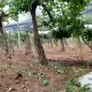 Alerta amarilla por tormentas y posible granizo en Mendoza: qu� zonas ser�n afectadas
