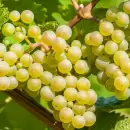 Incertidumbre por el futuro de la uva blanca en Argentina