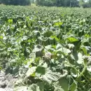 Heladas destruyeron plantaciones de verdura en el Valle de Uco