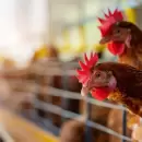 Gripe aviar: aumenta la preocupacin tras registrarse nuevos casos en Cuyo