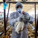 Emiten recomendaciones ante la influenza aviar