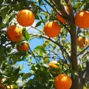La escasez de naranjas en Mendoza provoca una crisis en el mercado de verduras