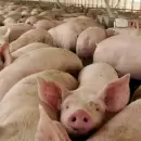 Murieron más de 500 cerdos asfixiados por un corte de luz en San Rafael