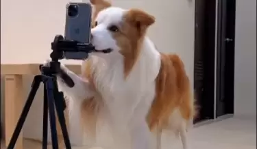 perro saca fotos
