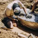 Hallan restos de un gliptodonte a sólo 50 metros del Museo de Ciencias Naturales de Mar del Plata