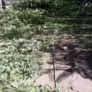 Tunuyán: se incautaron más de 60 kilos de marihuana en un asentamiento de Vista Flores