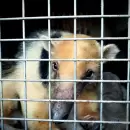 La vida del oso hormiguero hallado en Santa Rosa corre peligro: "No quiere comer"