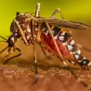 Mendoza an no tiene casos de dengue, pero suben los contagios en el pas