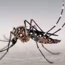 Descartaron un caso de dengue en Tunuyán