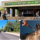 Desgarrador relato tras el ataque de perros en Rivadavia: "Yo pude correr, pero se llevaron a mi primo"