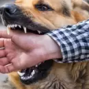 Respecto de las "razas peligrosas" de perros